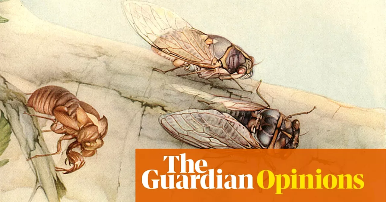 The Buzz of Cicadas: A Sonorous Symphony