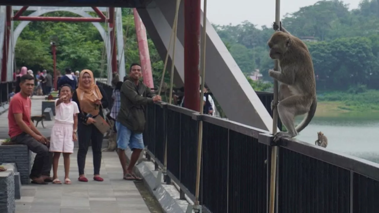 Monyet Goa Kreo Bikin Pengunjung Berlari