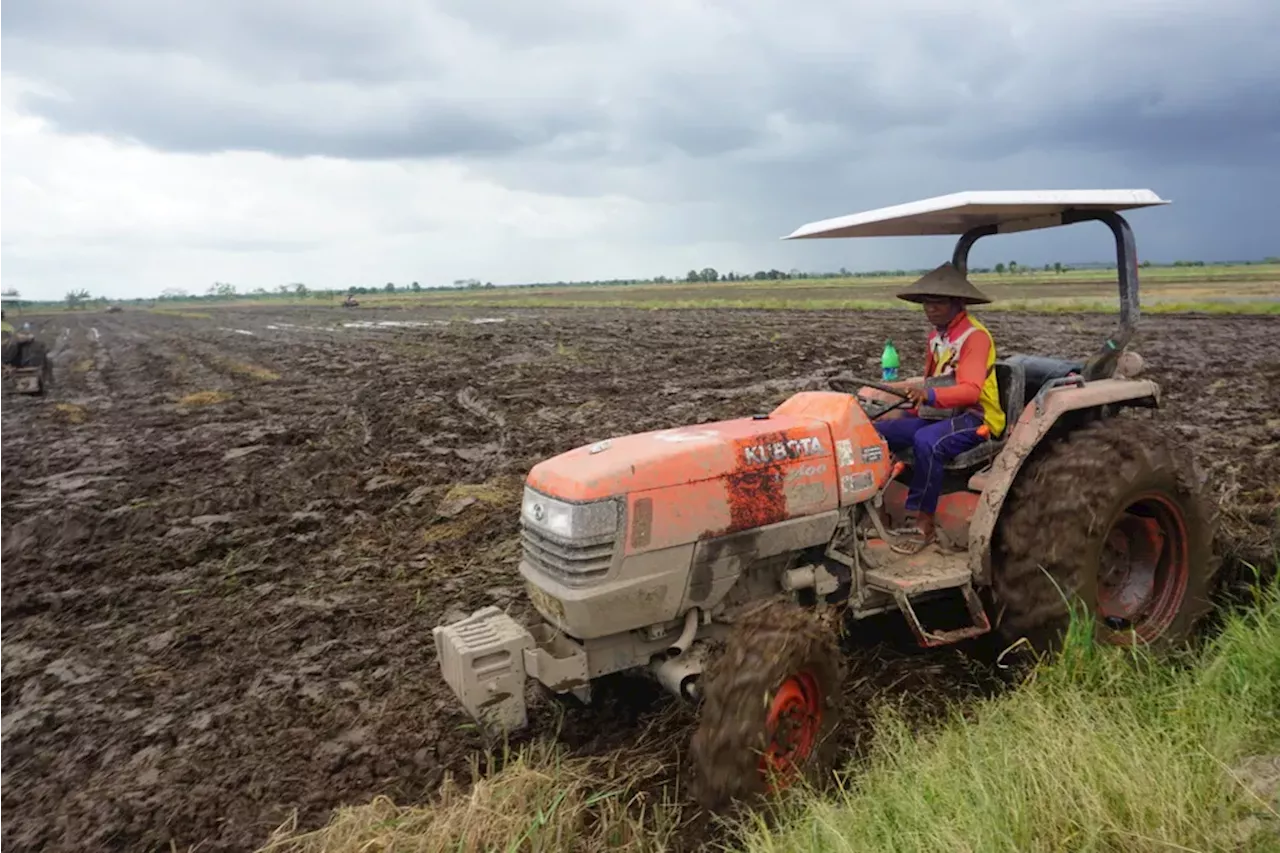 Peladang Dayak Di Kalimantan Tengah Berjuang untuk Kehidupan