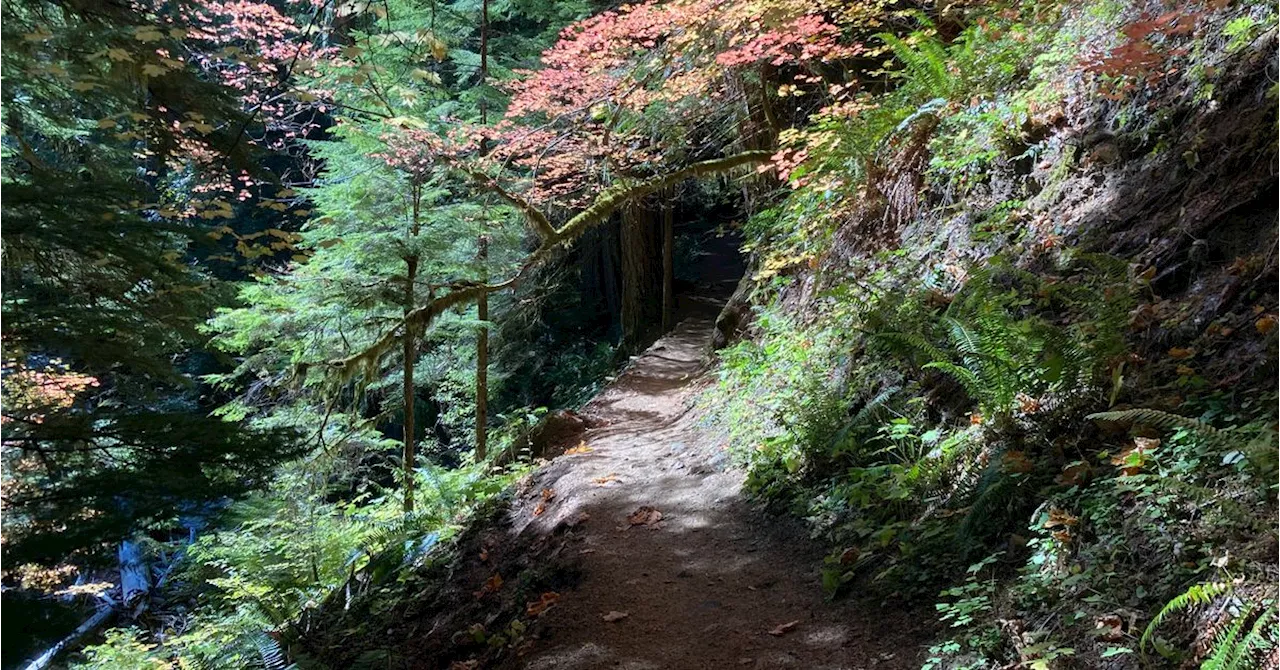 Bigfoot Hunters Found Dead in Washington State's Gifford Pinchot National Forest