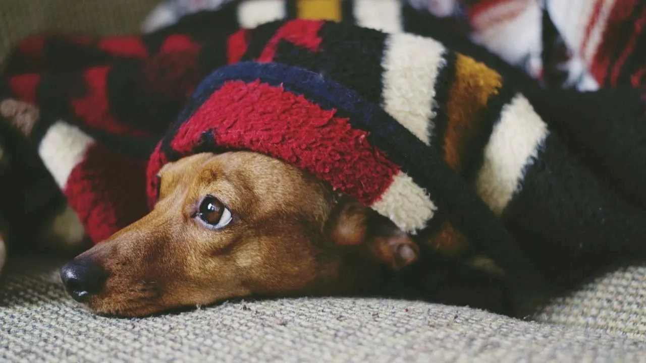 Recomendaciones para proteger a las mascotas durante las fiestas navideñas