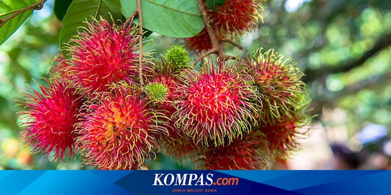 Manfaat Rambutan untuk Kesehatan