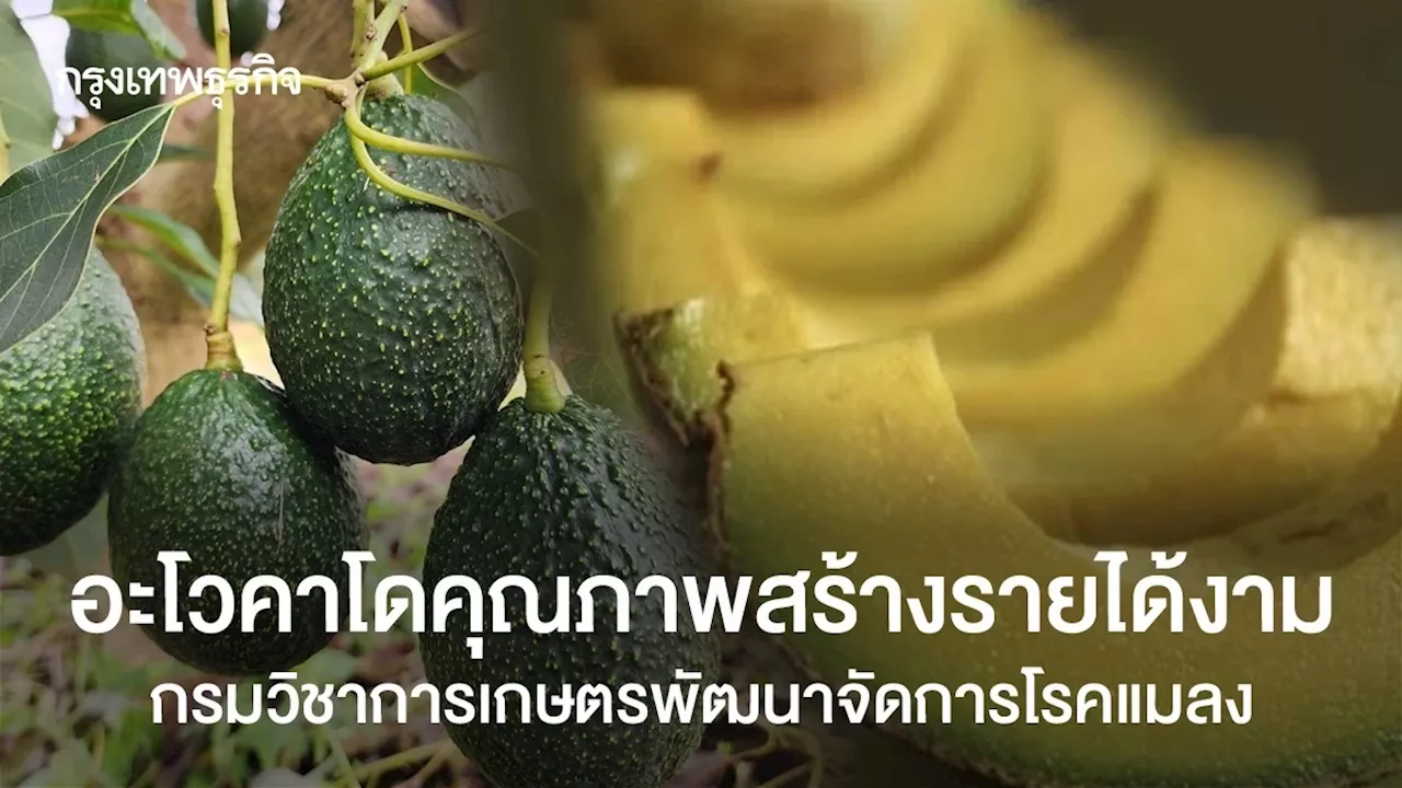 โรคที่พบได้บ่อยในอะโวคาโด