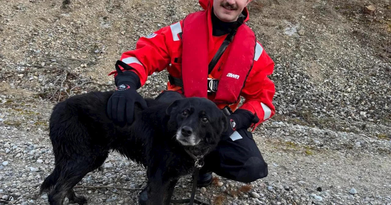 Schäferhündin aus Eisloch gerettet