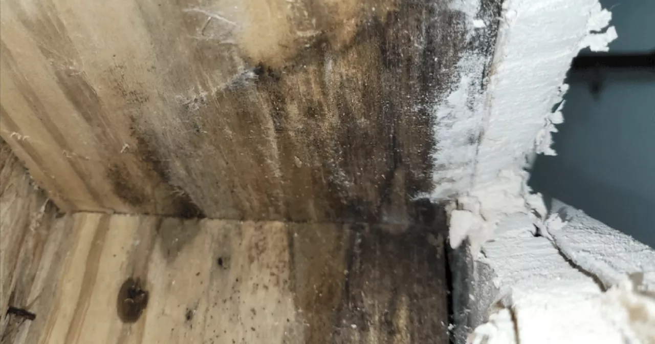 Jury Awards $1.06 Million to Family Over Mold and Pest Issues in Cedar Park Apartment Complex