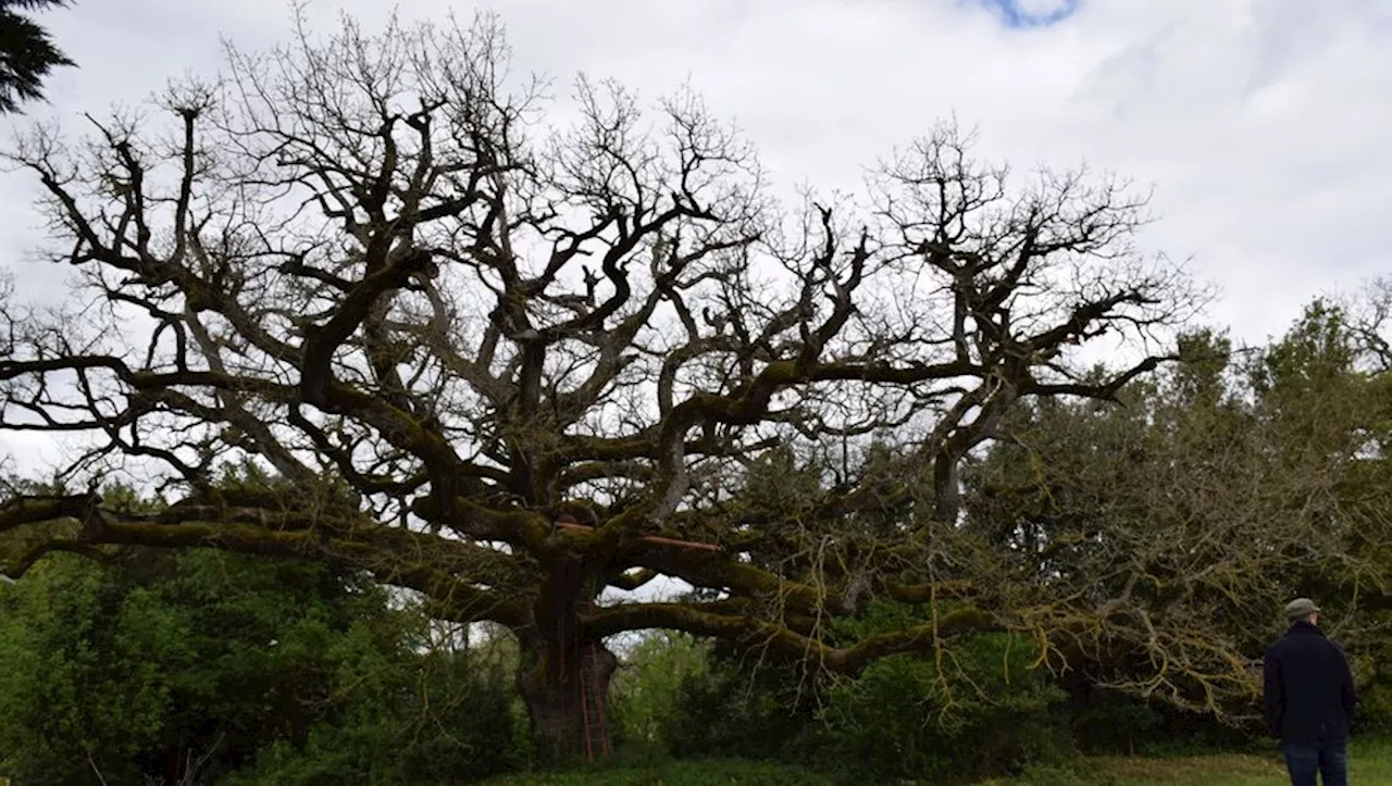 Un Chêne de 550 Ans Découvert dans le Lauragais