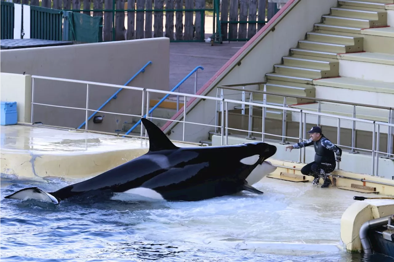 Marineland: Derniers Spectacles Avant une Fermeture Soudaine