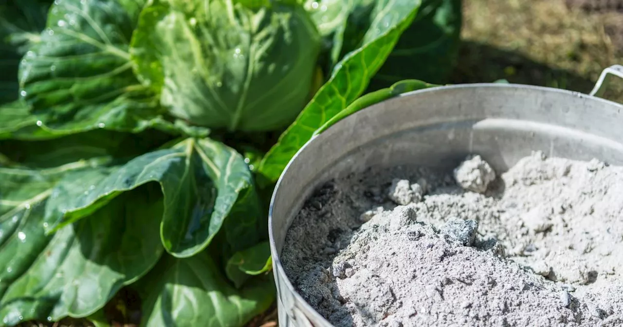 Valoriser les Cendres de Cheminée au Jardin