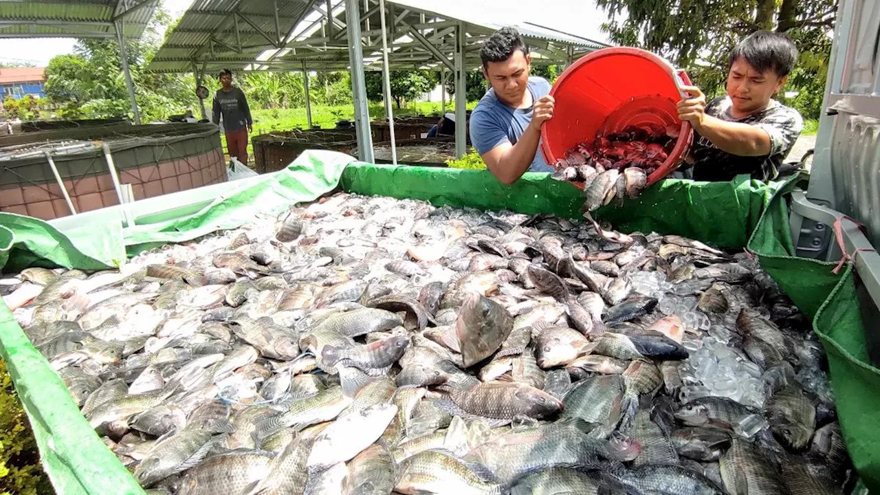 Budidaya Perikanan Memenuhi Kebutuhan Ikan Masyarakat