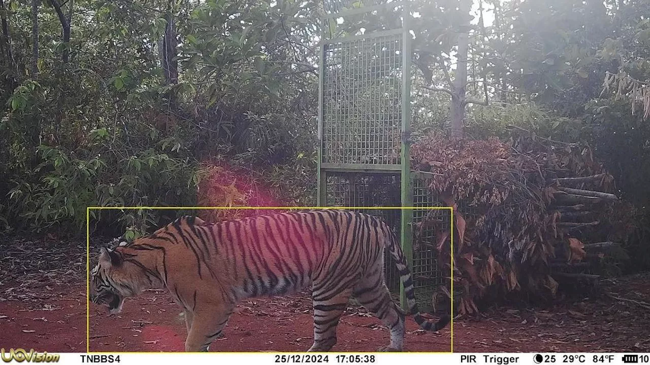 Harimau Sumatera Keluar Habitat, Ancaman bagi Ternak Warga di Lampung