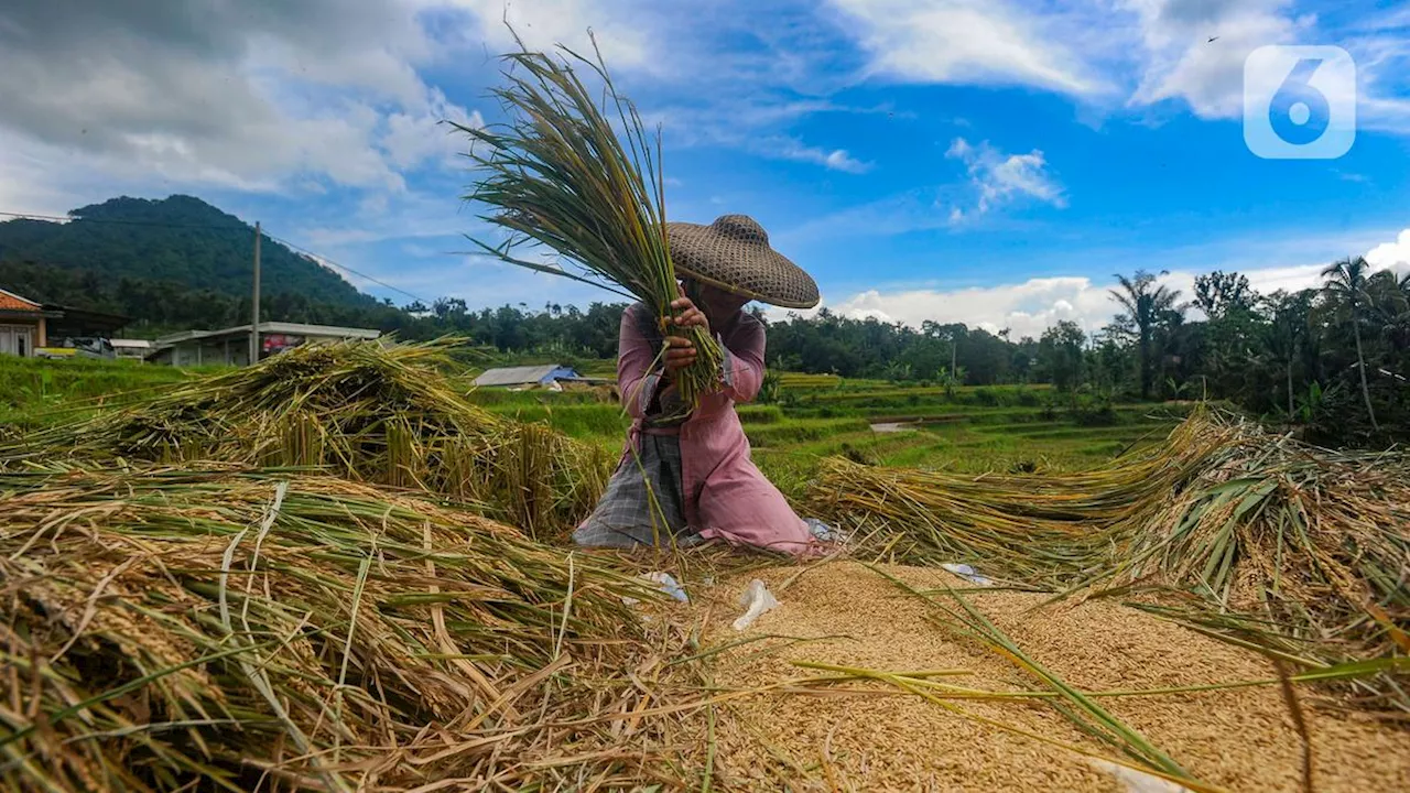 Produksi Padi Indonesia Capai 30 Juta Ton