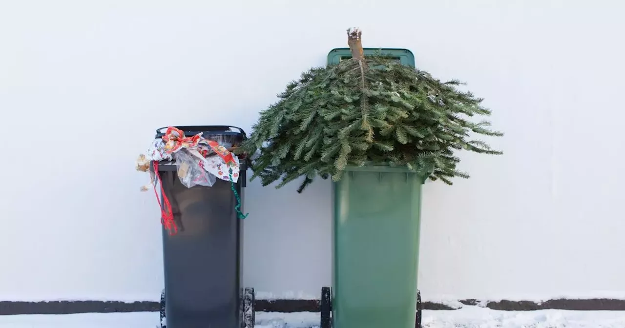 Gardening Expert Shares Eco-Friendly Christmas Tree Disposal Tips