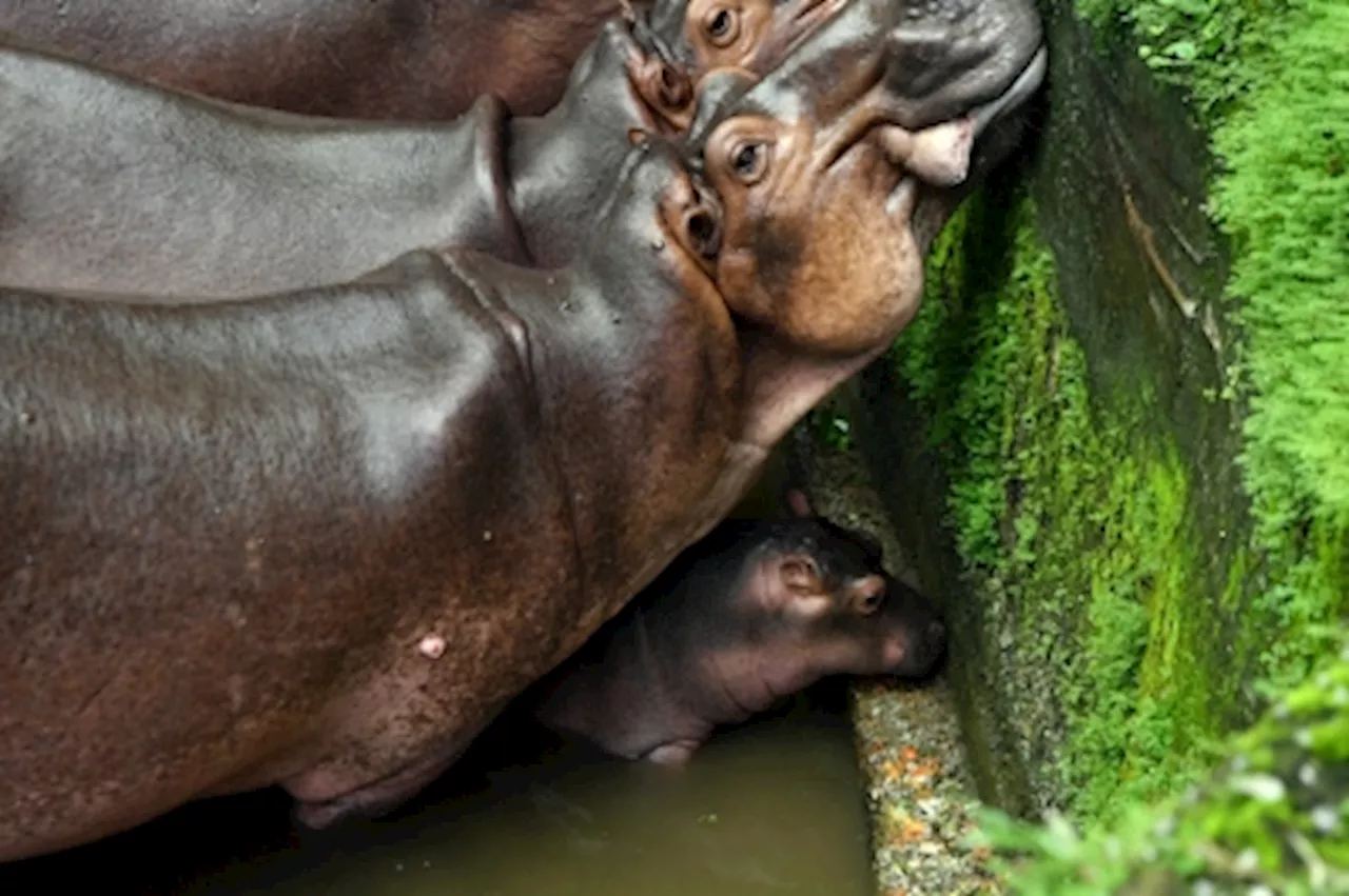 Baby Hippo June Mimics Family's Eating Habits at Taiping Zoo