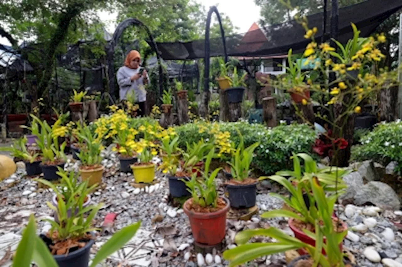 Hidden Gem: Taman Orkid Offers Tranquil Orchid Escape in Seremban