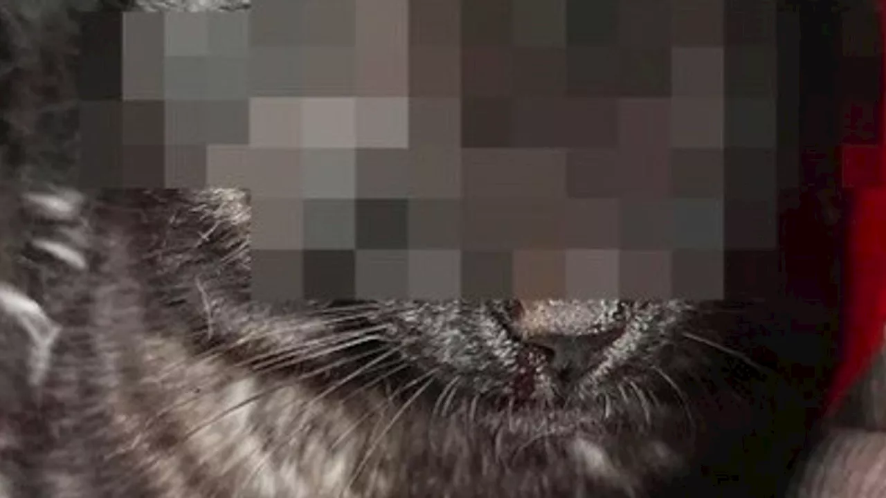 Uomo denunciato per aver sparato a un gatto a Ostuni