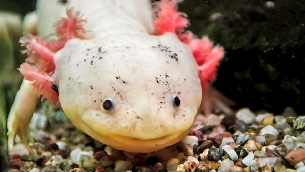 Axolotl's Regeneration Secrets Unlock Potential for Scarless Healing