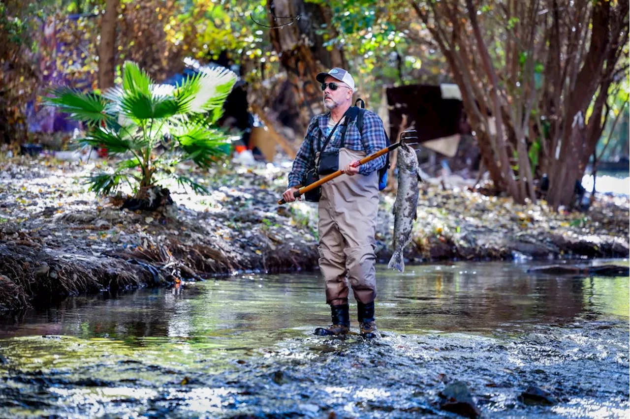 Wild Salmon Found in San Jose Creeks, Coalition Discovers