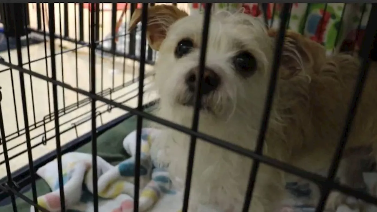 Tacoma animal shelter caring for 264 dogs, highest number in 7 years