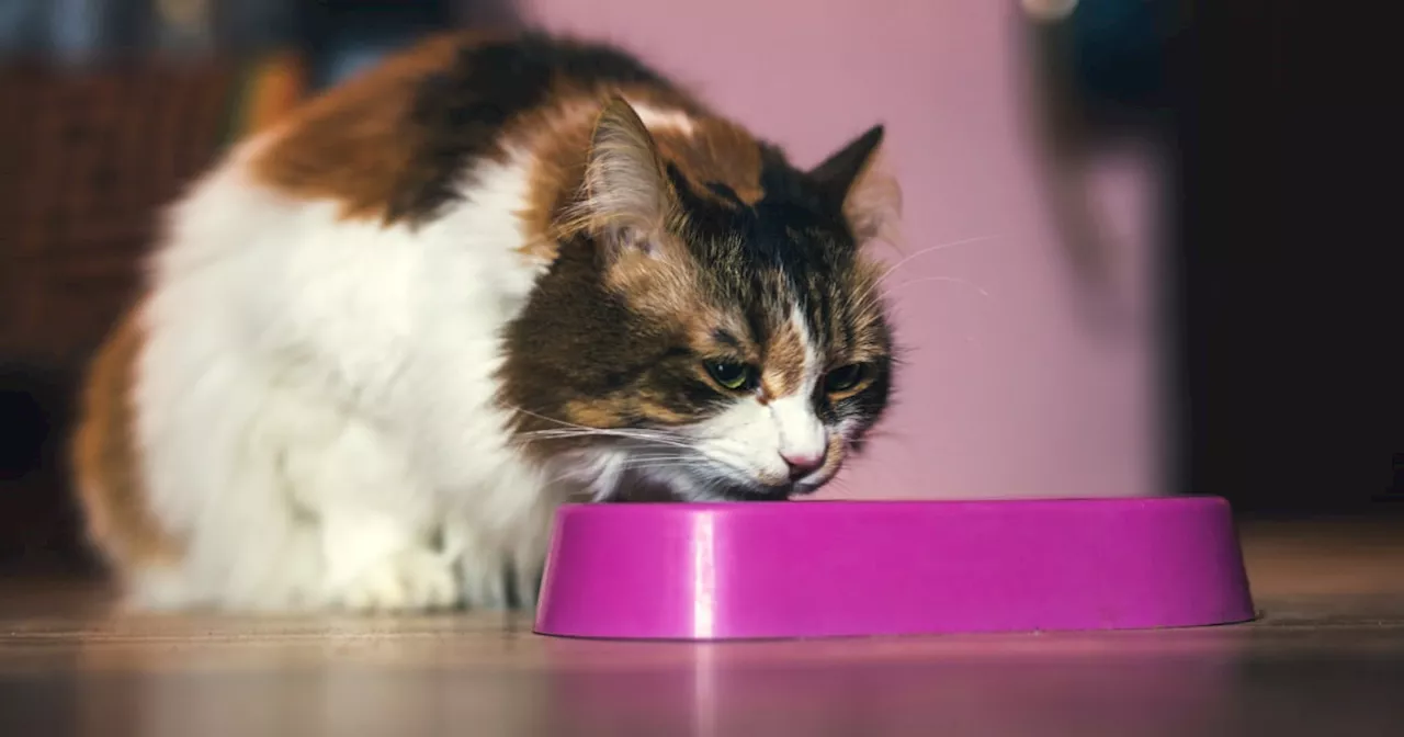 Bird Flu Found in Raw Pet Food, Leading to Cat Death