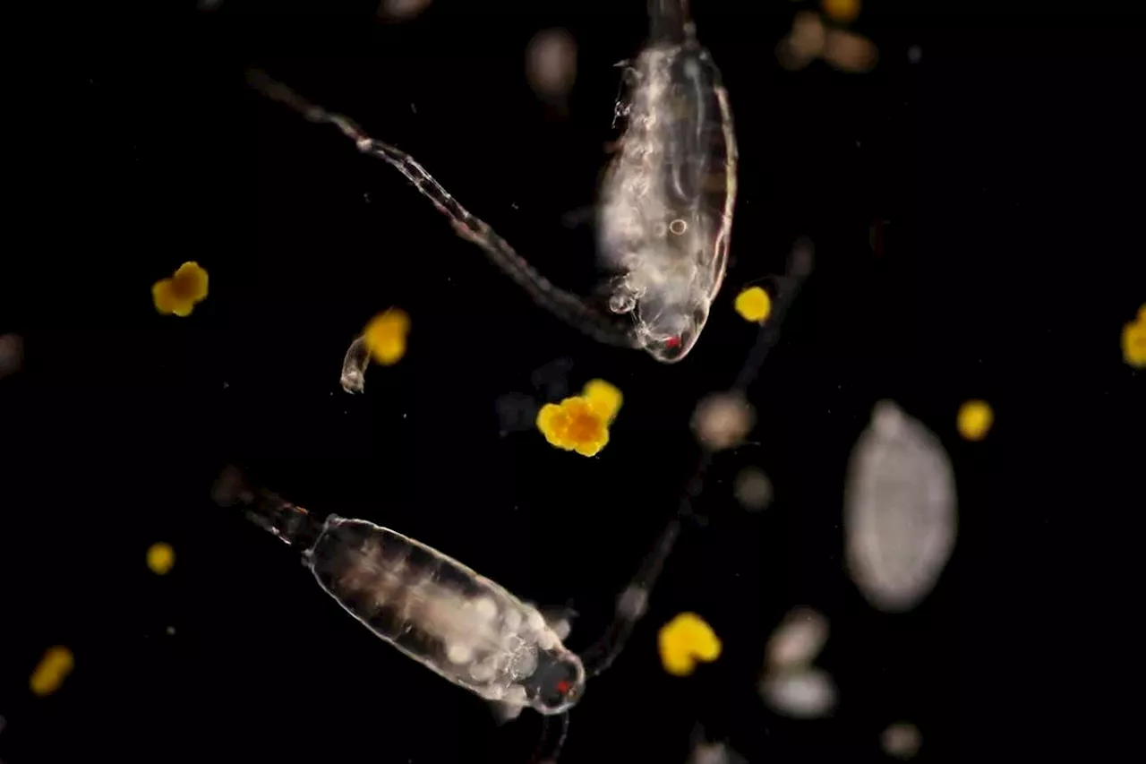 Zooplankton: Tiny Organisms With a Big Impact on the Climate