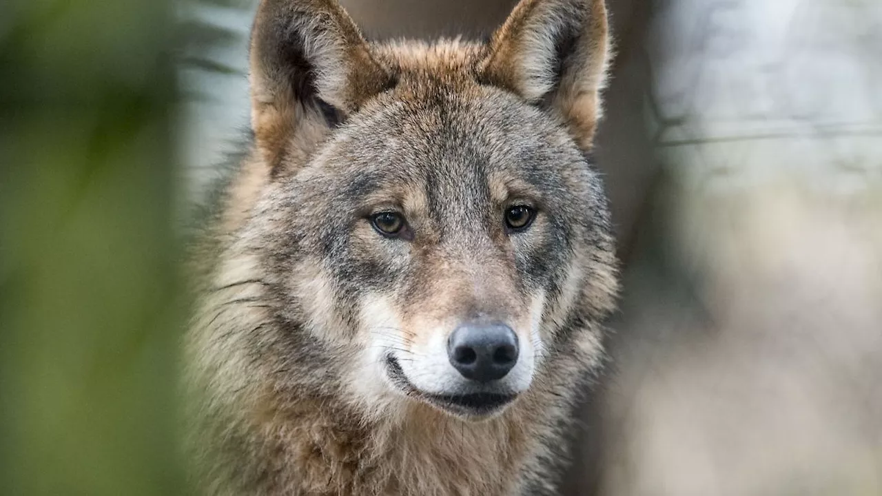 Nordrhein-Westfalen: NRW bestätigt neues Wolfsgebiet in Region Aachen