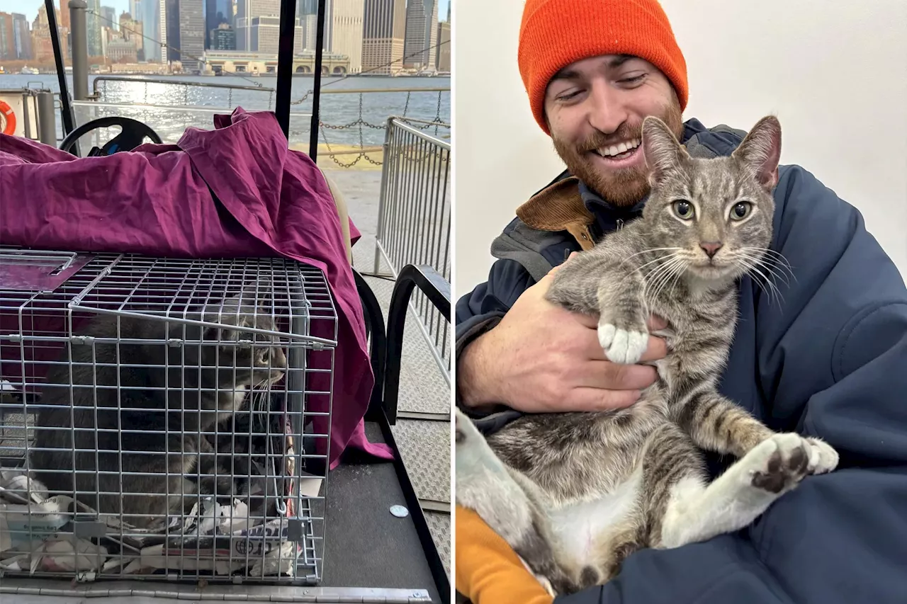 House Cat Survives Weeks in the Wild After Disappearing During Photoshoot