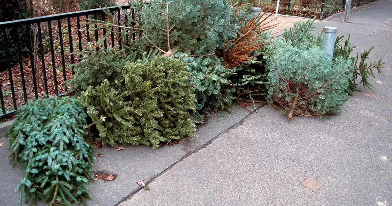 Free Christmas Tree Recycling in Galway and Mayo