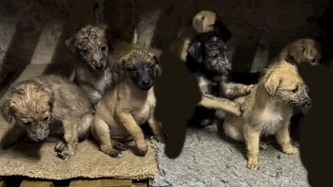 Family 'devastated' as seven lurcher puppies stolen from home in Dorset days after Christmas