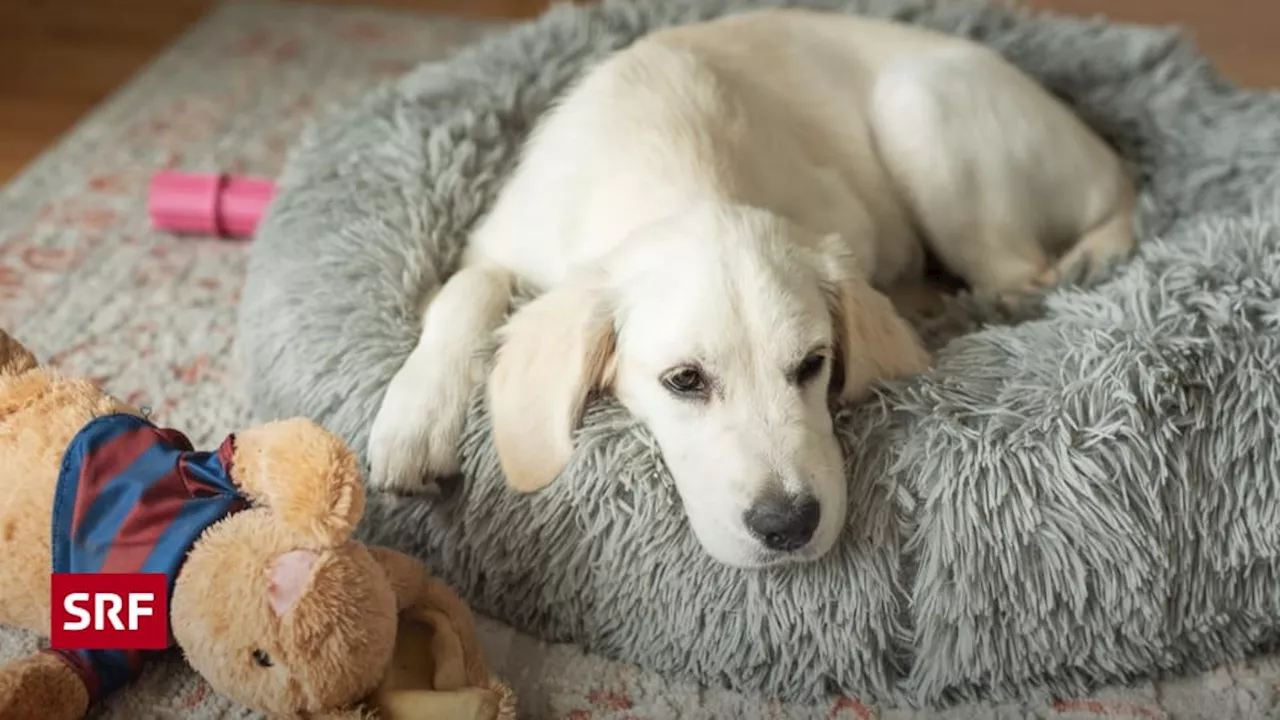 Silvesterknallerei: Hunde hören Musik nicht