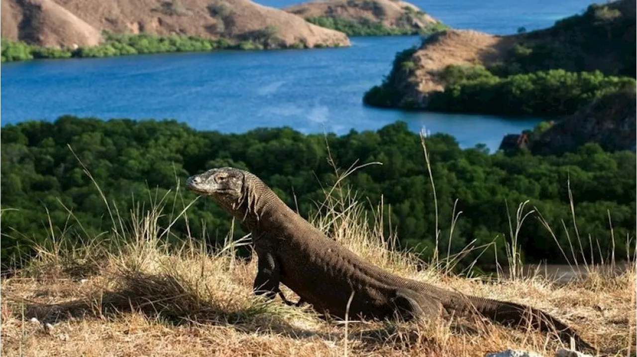 Taman Nasional Komodo Aman Dikunjungi Selama Nataru, Wisatawan Diingatkan Tetap Pantau Perubahan Cuaca