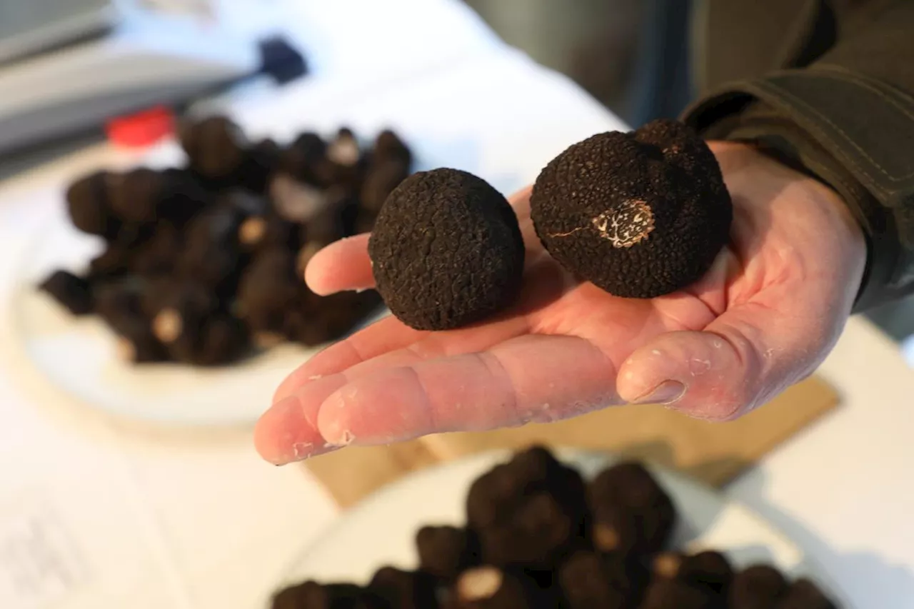 Avant le réveillon de la Saint-Sylvestre, ruée sur les truffes en Dordogne