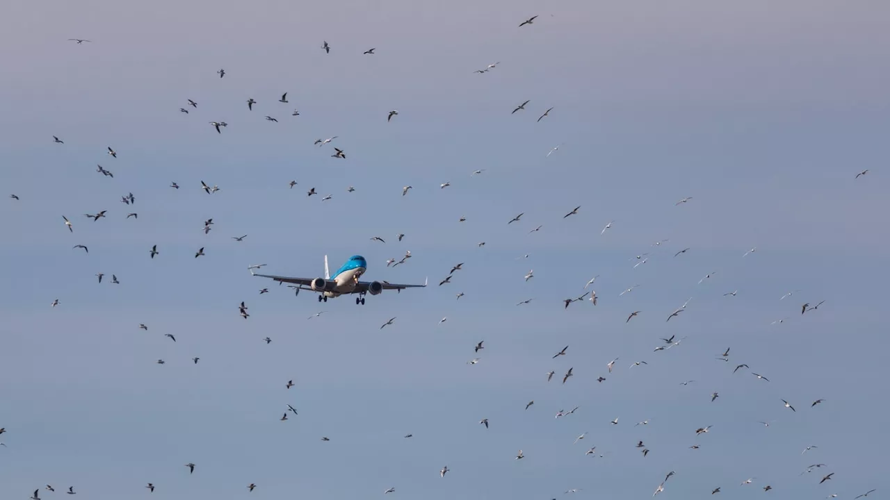 Vogelschlag Ursache für Flugzeugunglück in Südkorea?