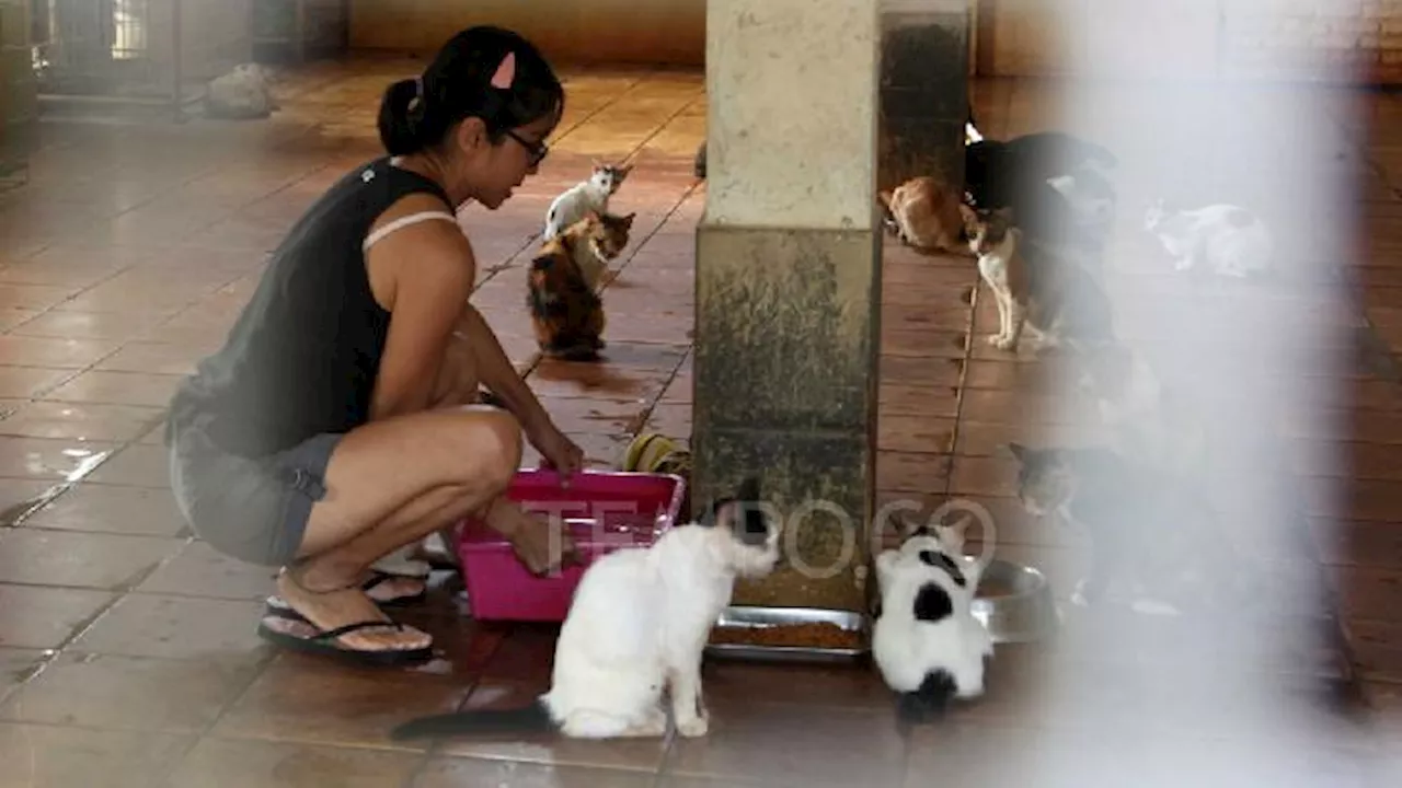 Menengok Shelter Penampungan Kucing Kampung di Pondok Pengayom Satwa