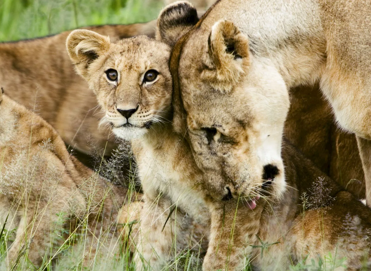 Two Suspected Poachers Nabbed Outside Kruger National Park