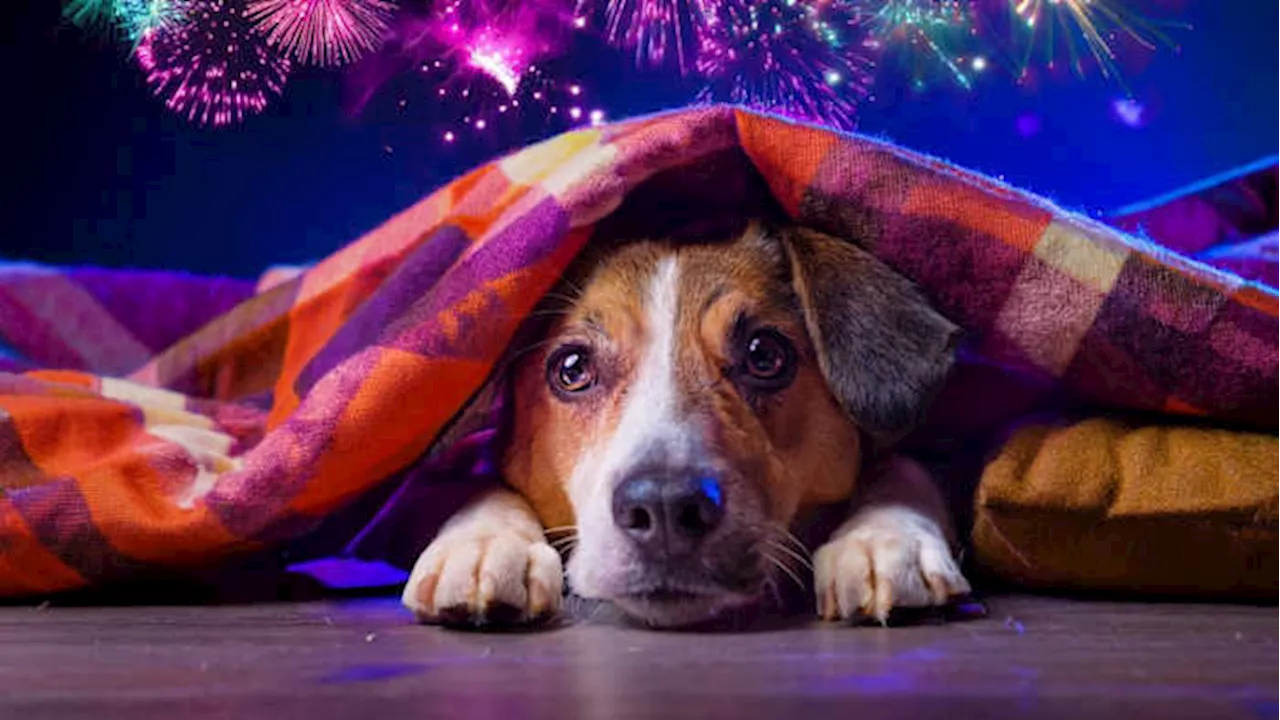 New Year's Eve Pet Safety Tips