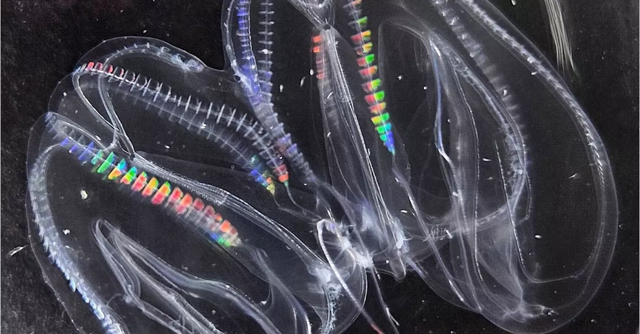 Comb Jellies Found to Merge Bodies and Nervous Systems