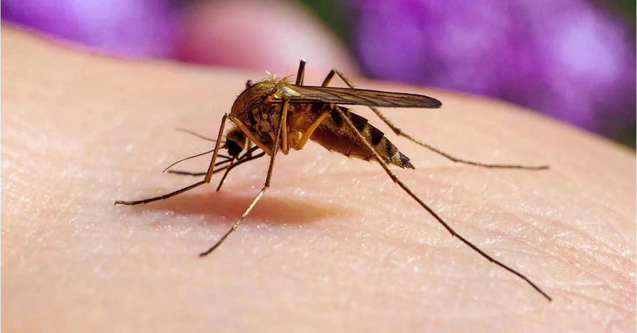 Warning issued as first Japanese encephalitis case detected in Victoria this summer