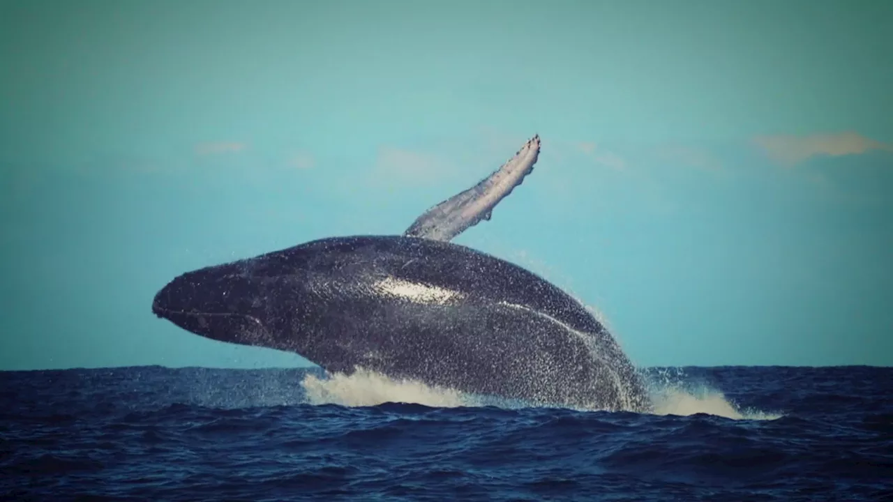 Whale Superhighway: More Whales Than Ever Off Southern California Coast