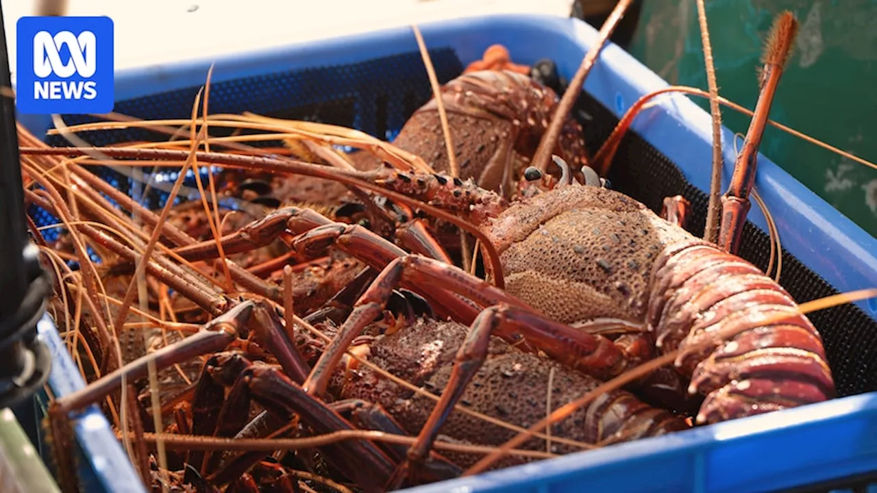 Australia's Lobster Exports Resume to China After Four-Year Ban