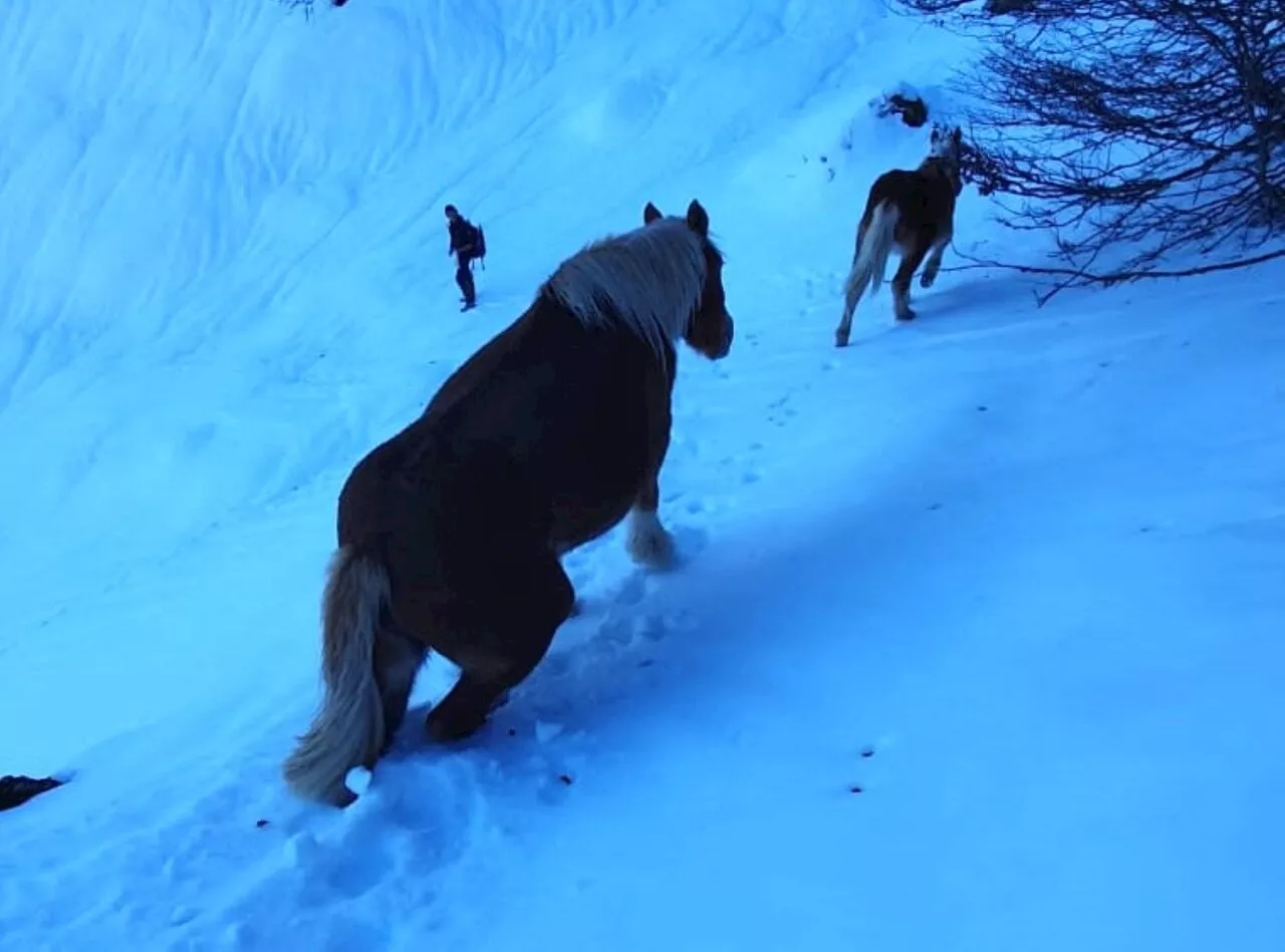 Cette jument et son poulain étaient perdus depuis plusieurs semaines dans les Pyrénées, ils sont sauvés