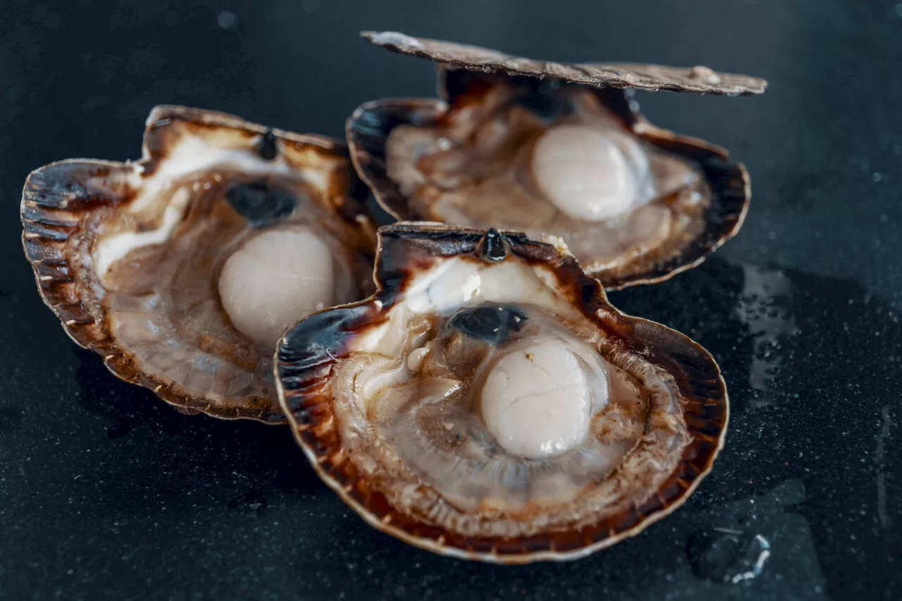 Les coquilles d'huîtres et de Saint-Jacques peuvent enrichir les sols