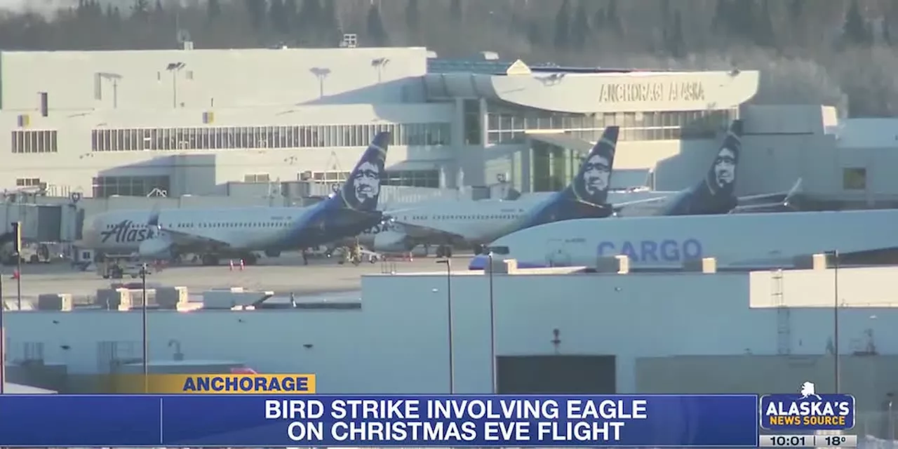 Eagle strike forces Alaska Airlines flight to turn back to Anchorage