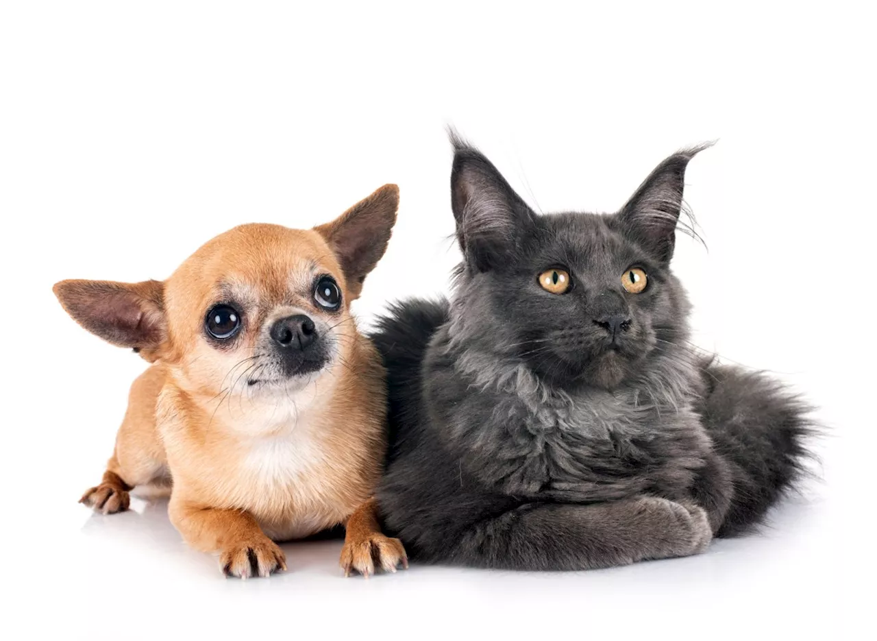 New Yorkers' Favorite Dog and Cat Breeds Revealed