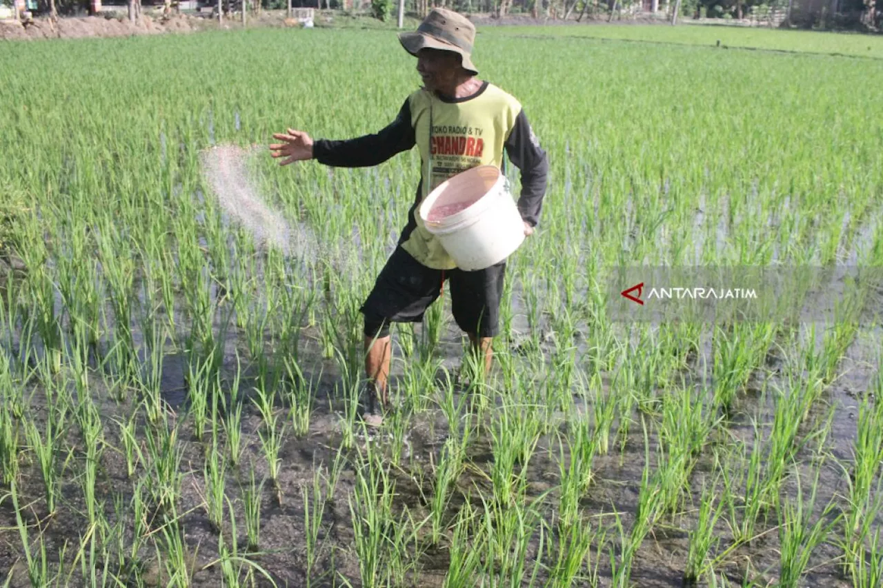 Penaikan Harga Gabah dan Jagung: Keputusan Historis untuk Petani