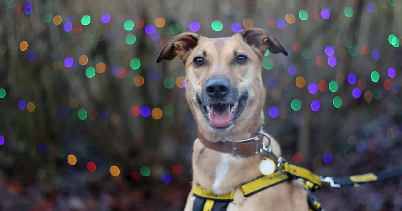 Dogs Trust Offers Tips for a Dog-Friendly New Year's Eve