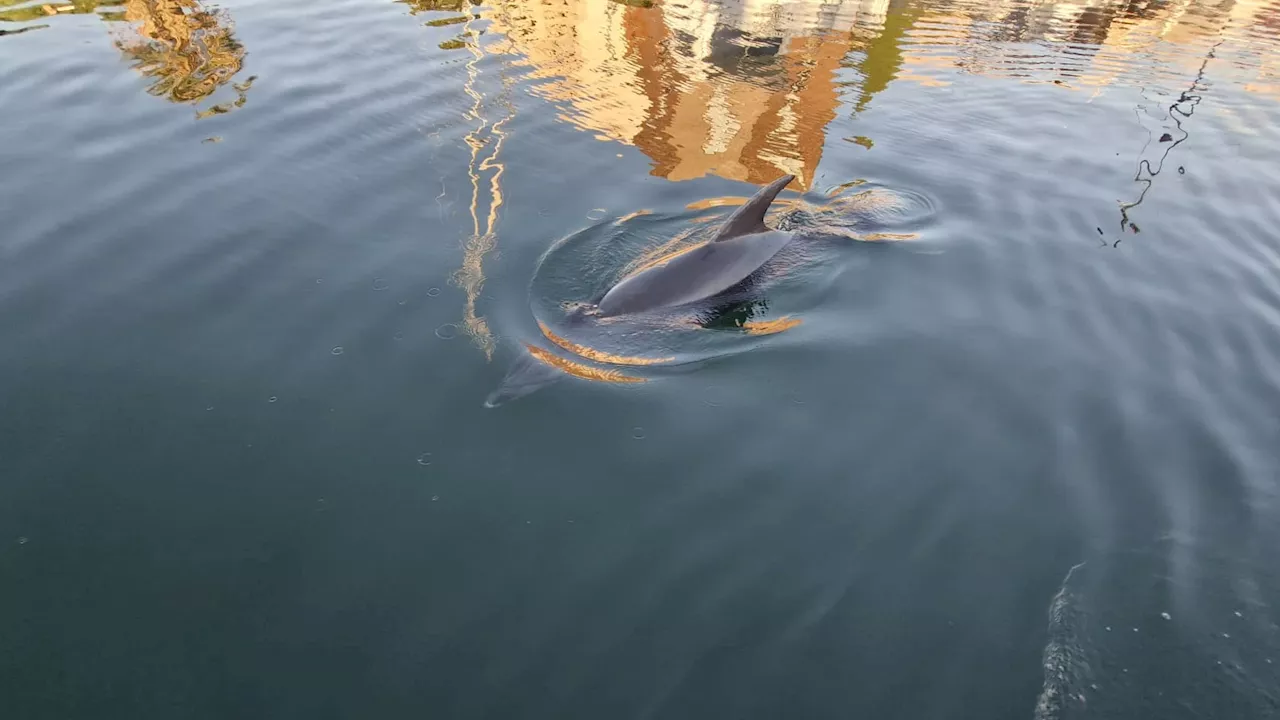 Dauphin dans le port d'Hyères