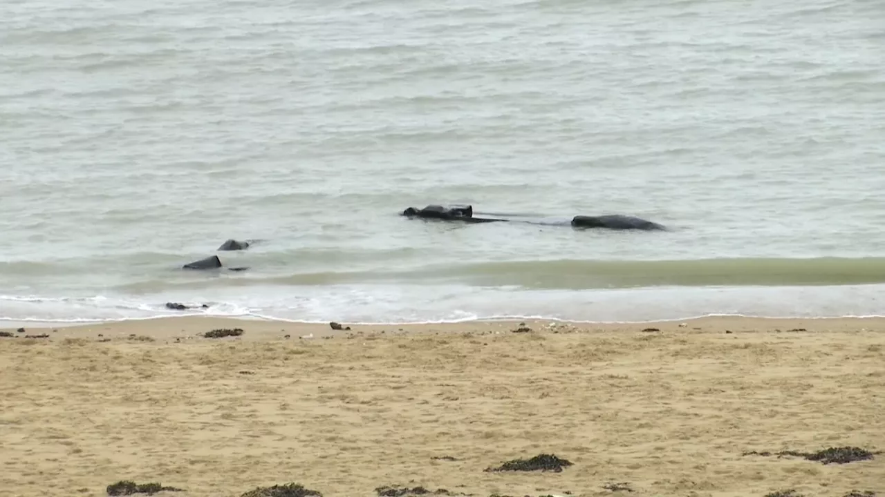 Traversées de la Manche: l'année 2024 est la plus meurtrière jamais enregistrée sur le littoral