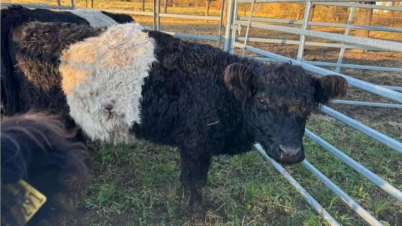 Hessen: Tierquäler schlachten Kälber auf Weide bei Biblis