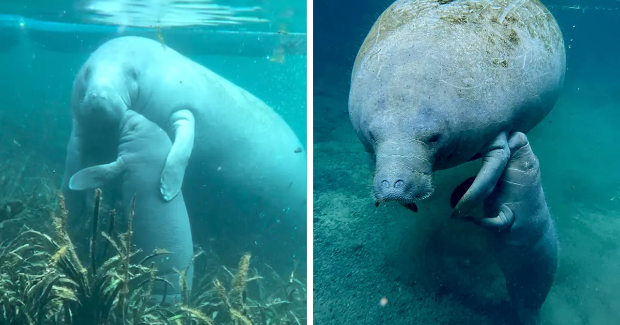 A Tour Guide Unexpectedly Captures A Heartwarming Moment Between A Baby Manatee And His Mom