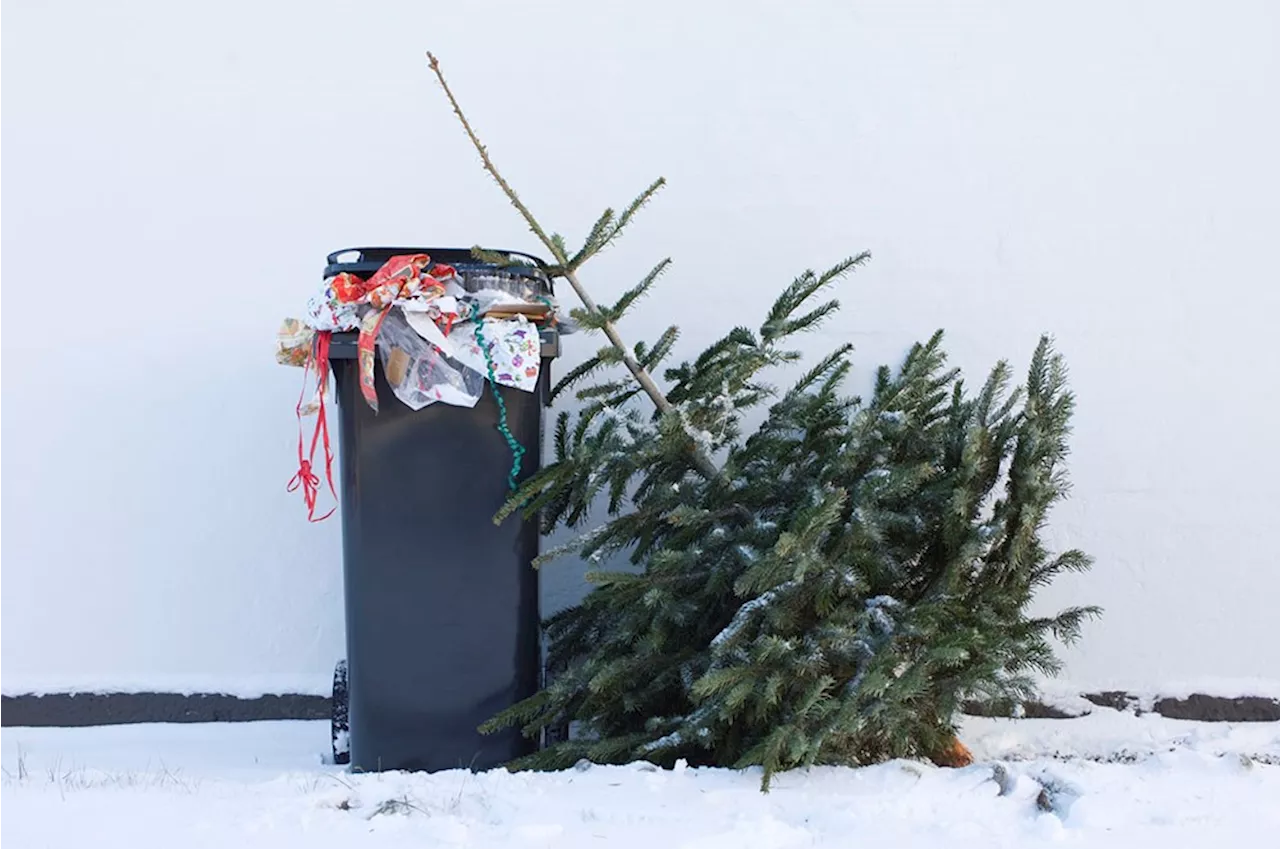 Burnaby Offers Holiday Tree Recycling